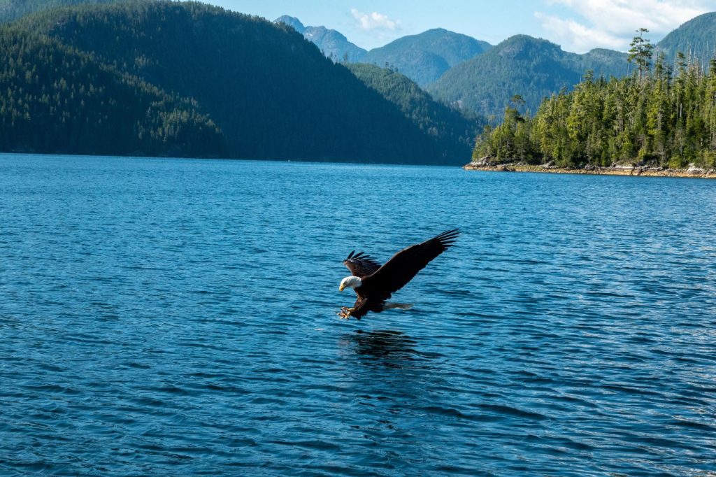 Nootka eagle-11 - Nootka Wilderness Lodge