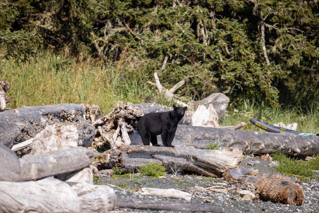 Discover Nootka Wilderness Lodge